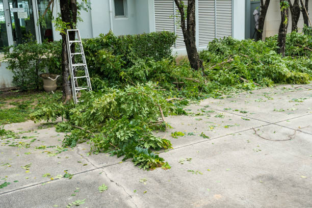 Best Hedge Trimming  in Experiment, GA