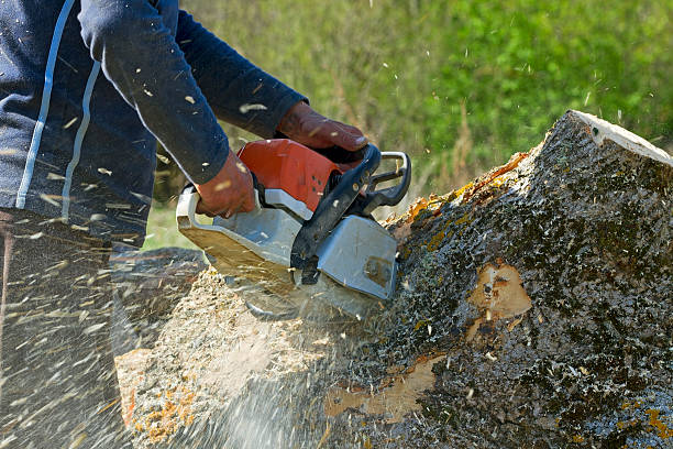 Professional Tree Removal in Experiment, GA